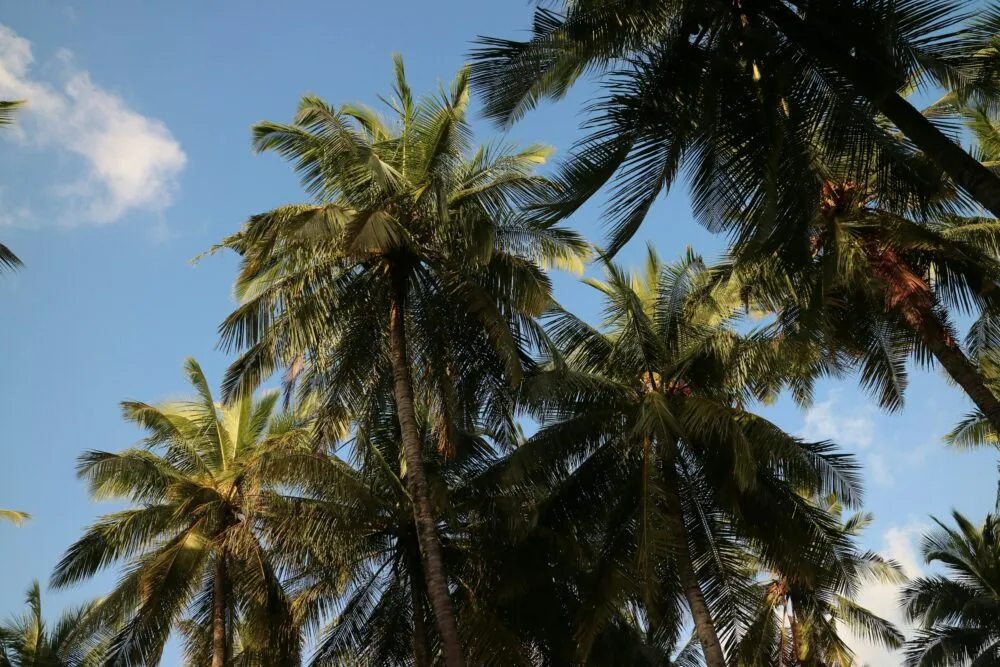 Malediven Magoodhoo Palmbomen