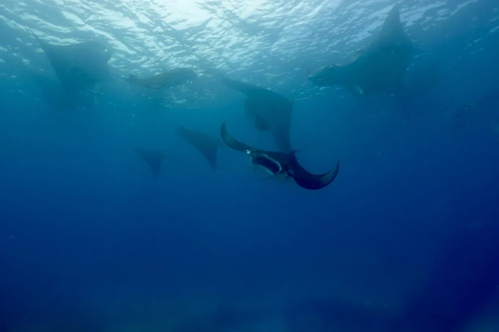 Malediven Onderwater Dieren