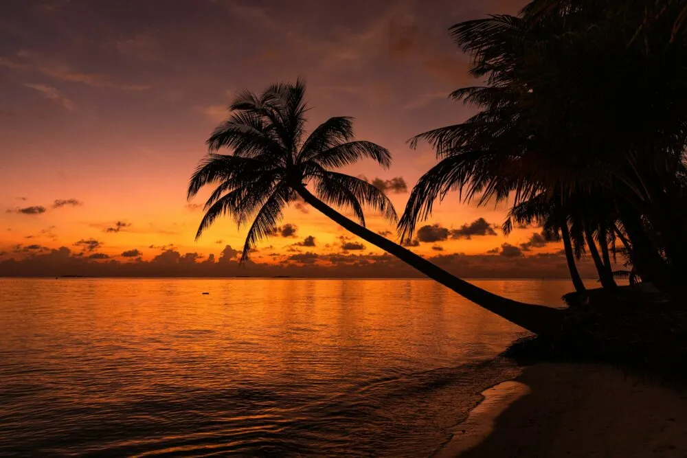 Malediven Palmboom Schuin Zonsondergang Oranje