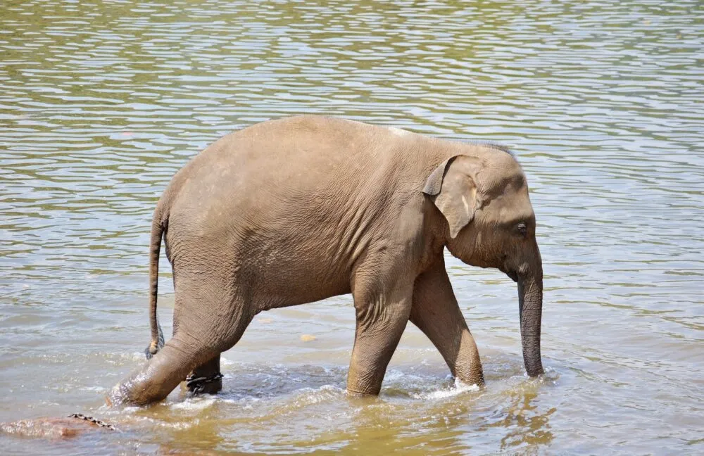 Sri Lanka Baby Olifant Lopend Door Het Water