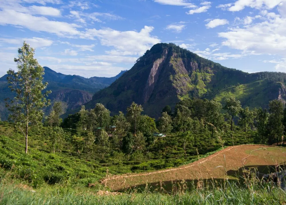 Sri Lanka Ella Groen Uitzicht Op Berg