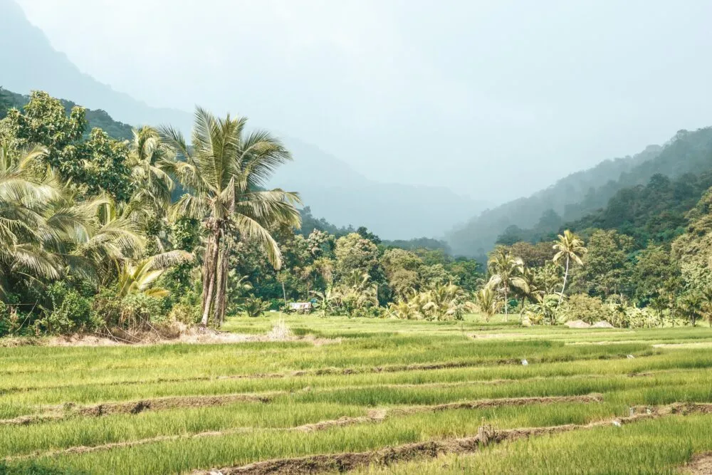 Sri Lanka Ella Velden Groen Mistig