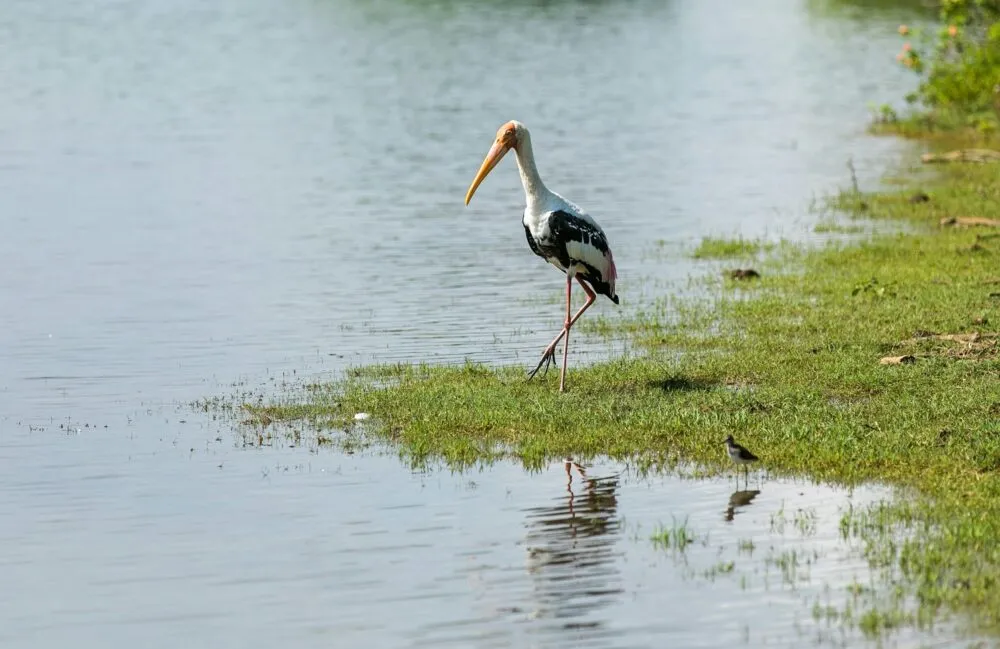 Sri Lanka National Park Vogel Moeras