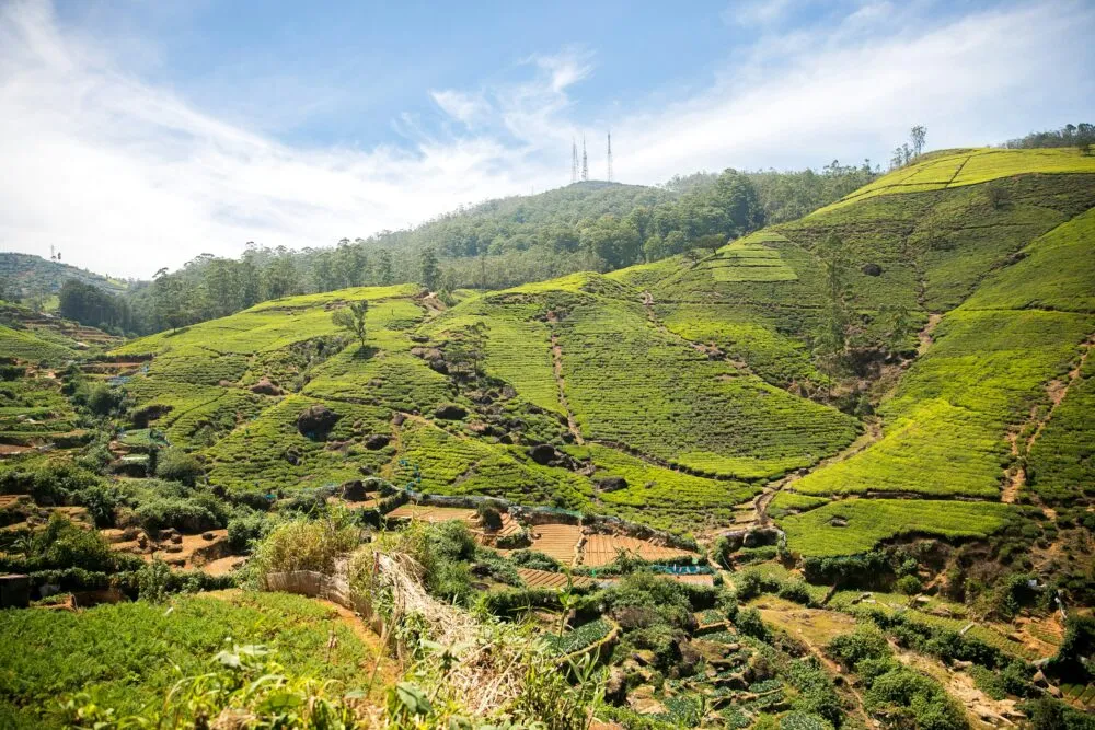 Sri Lanka Nuwara Eliya Groen Berg Plantages