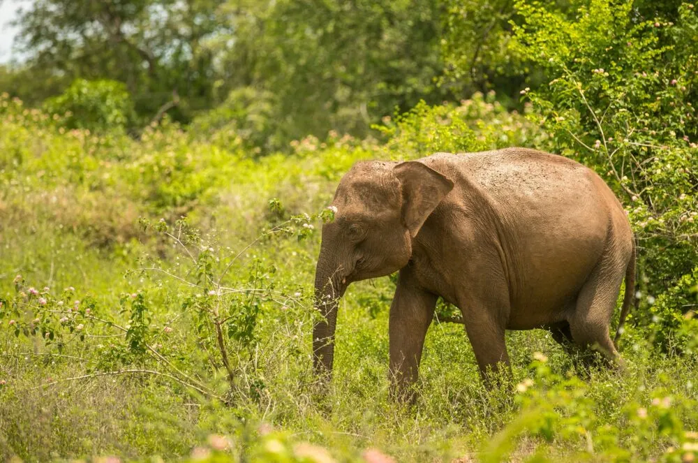 Sri Lanka Udawalawe National Park Olifant Natuur Groen