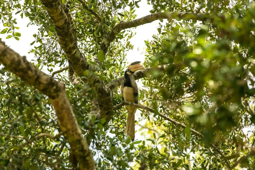 Sri Lanka Udawalawe National Park Vogel In De Boom