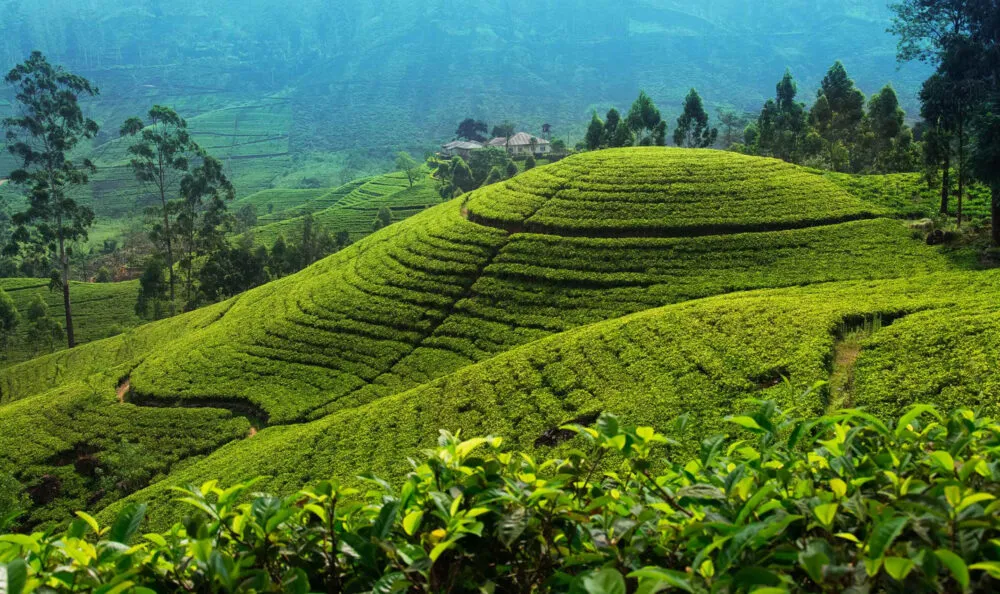 Sri Lanka Nuwara Eliya Theeplantage