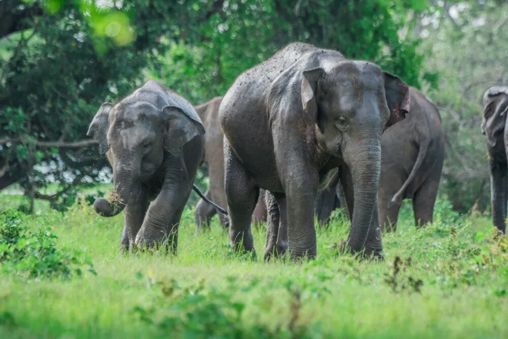 Olifanten in Sri Lanka.