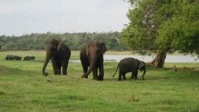 Minneriya Nationaal Park in sri lanka, met olifanten en water