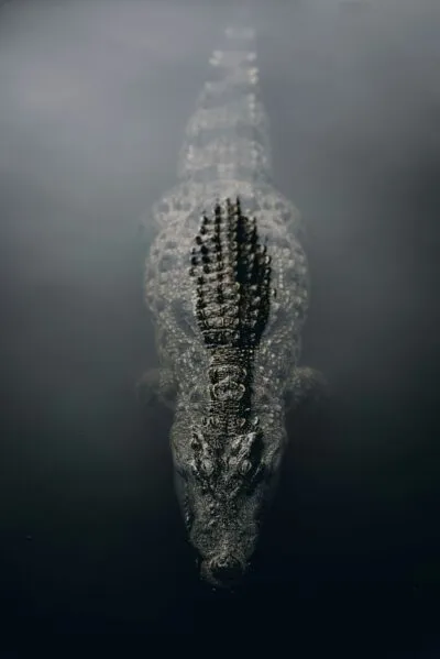 krokodil safari
