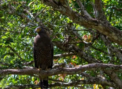 roofvogel in Wilpattu National Park tussen de bomen