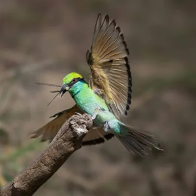 vogel in sri lanka groen